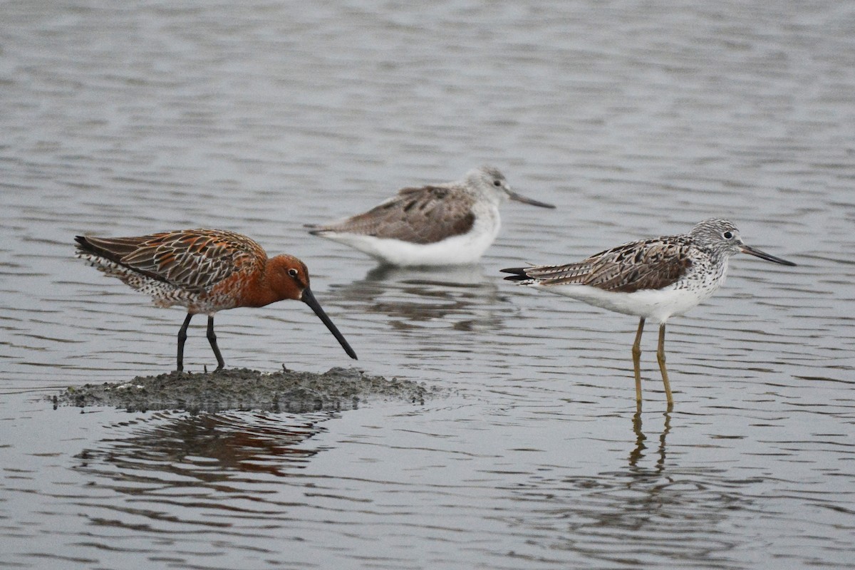 Asian Dowitcher - ML331276381