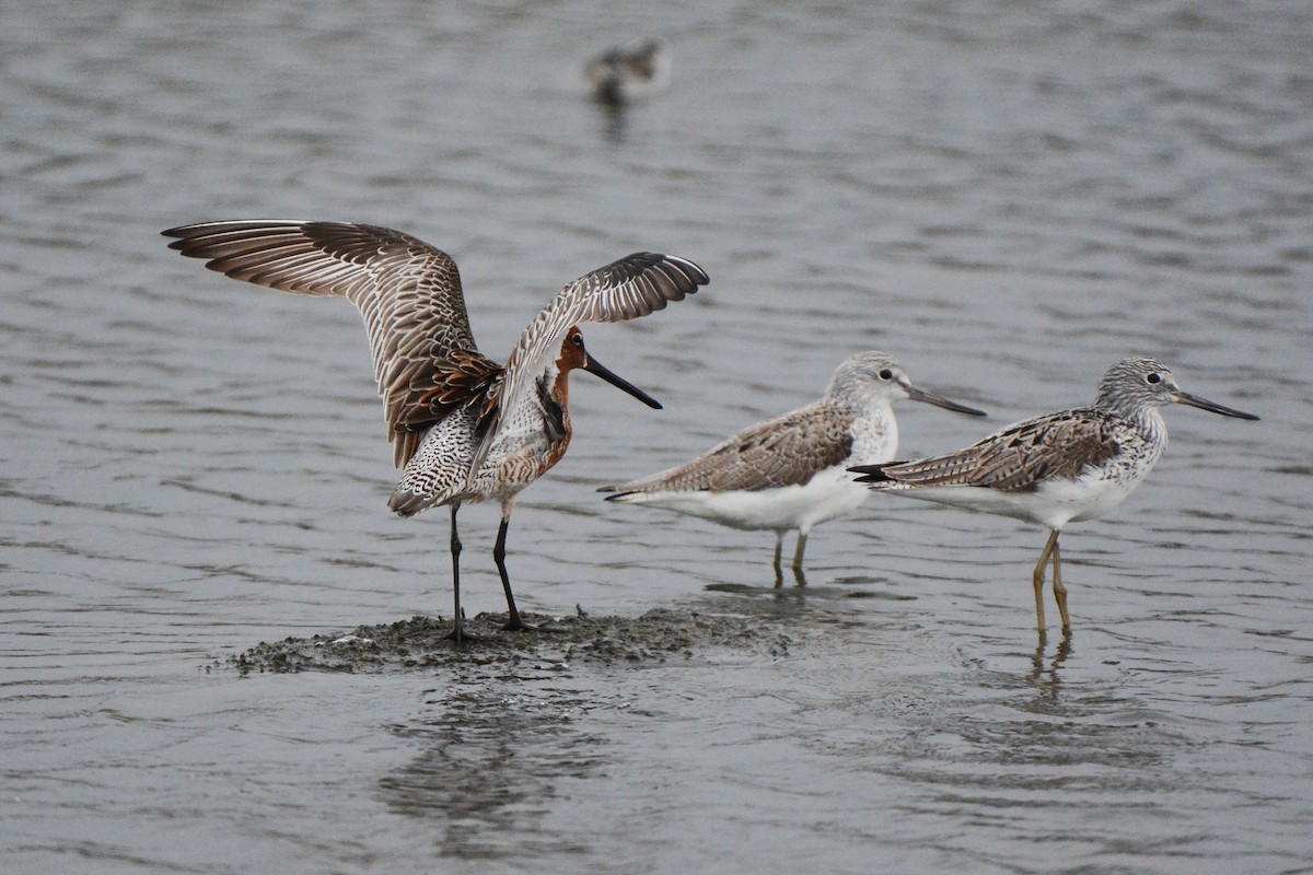 Asian Dowitcher - ML331276391