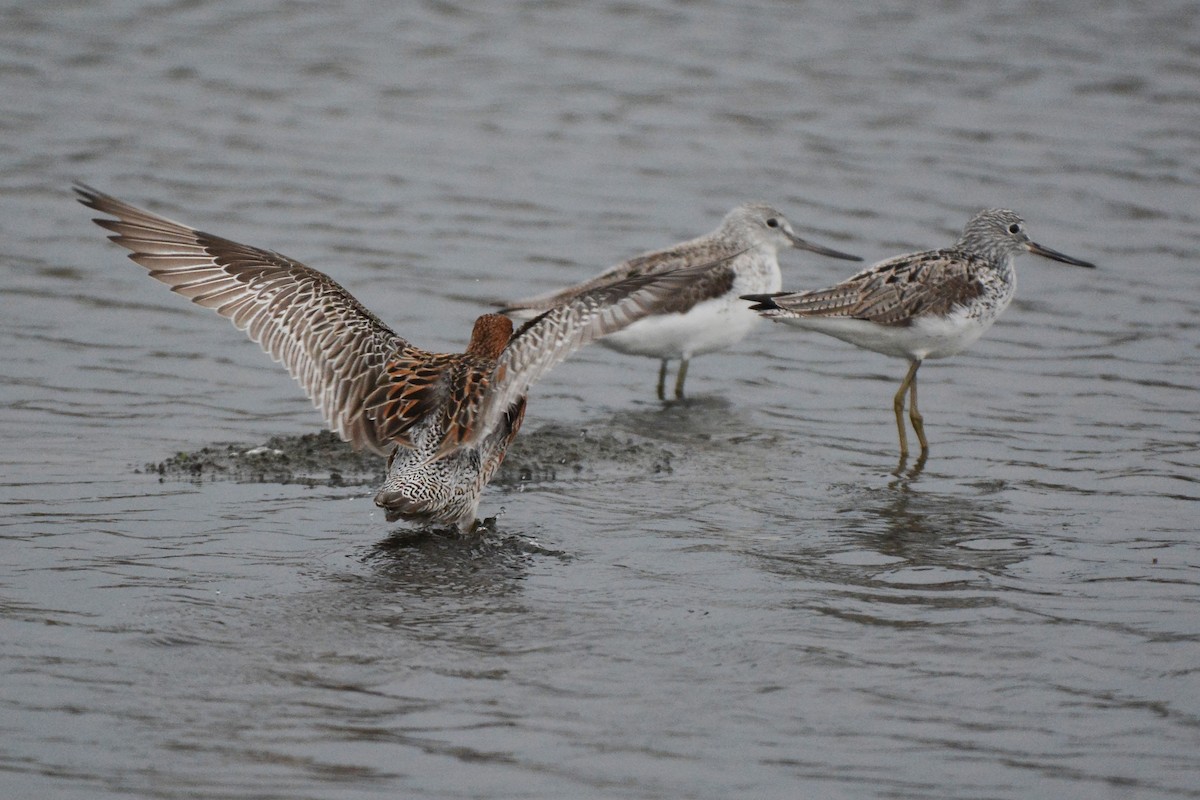 Asian Dowitcher - ML331276441