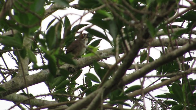 Cabanis's Ground-Sparrow - ML331276711