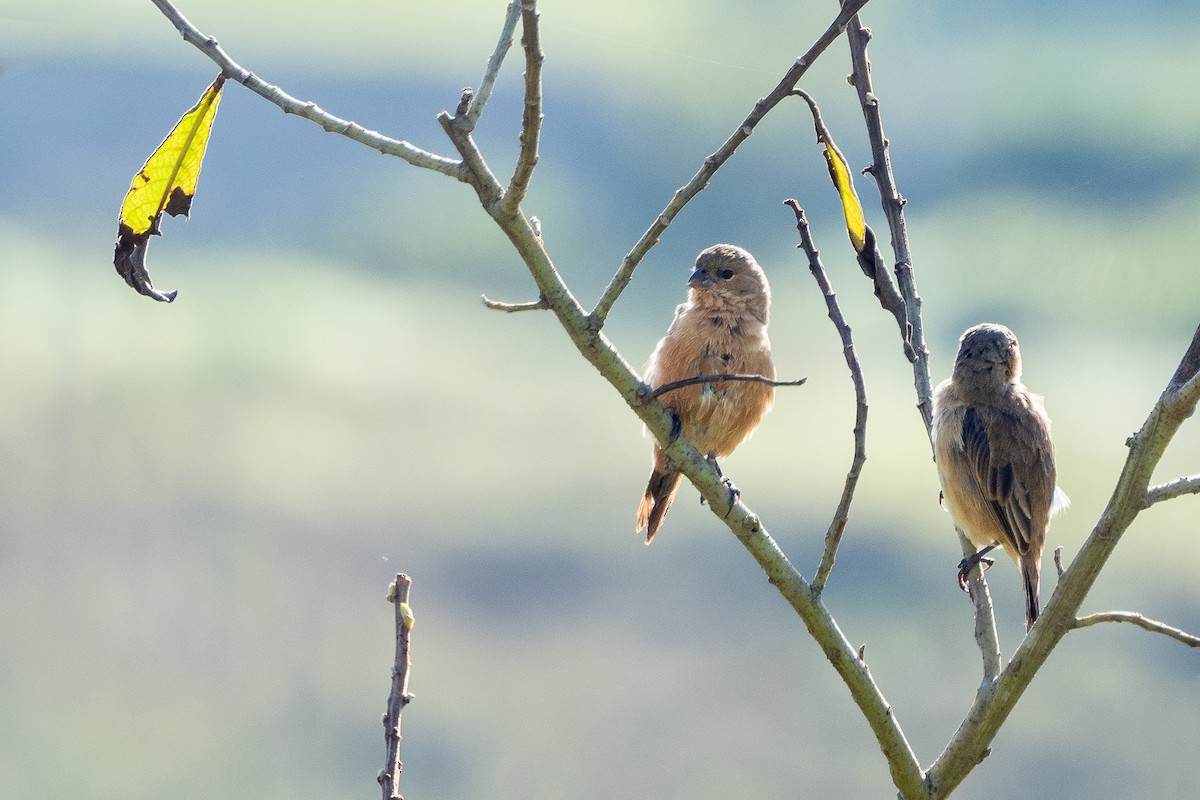 Tawny-bellied Seedeater - Vitor Rolf Laubé