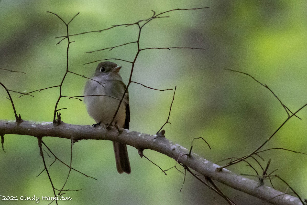 Acadian Flycatcher - ML331277721