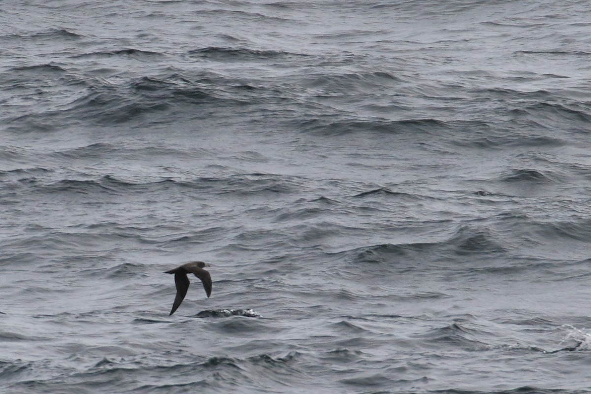 Flesh-footed Shearwater - ML33127831