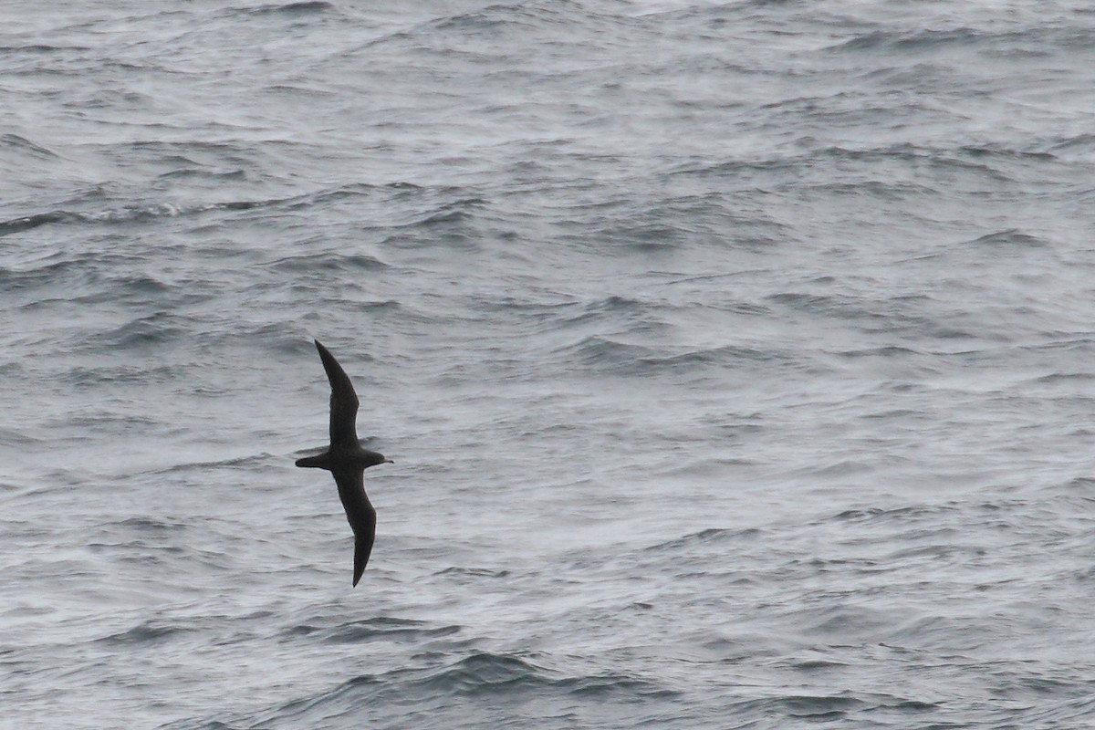Flesh-footed Shearwater - ML33127851