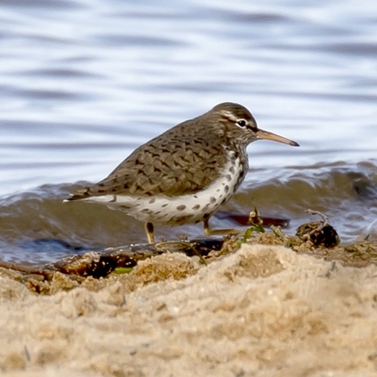 Spotted Sandpiper - ML331278761