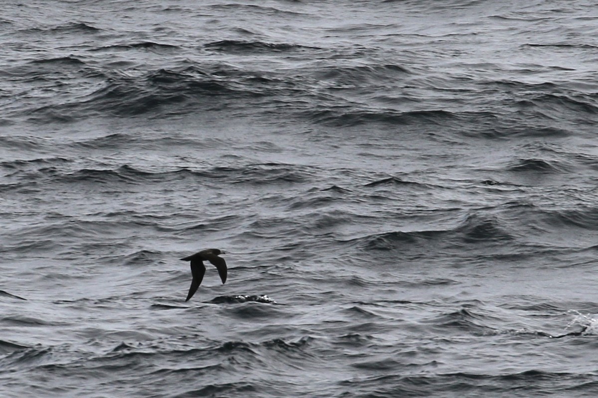 Flesh-footed Shearwater - ML33127881