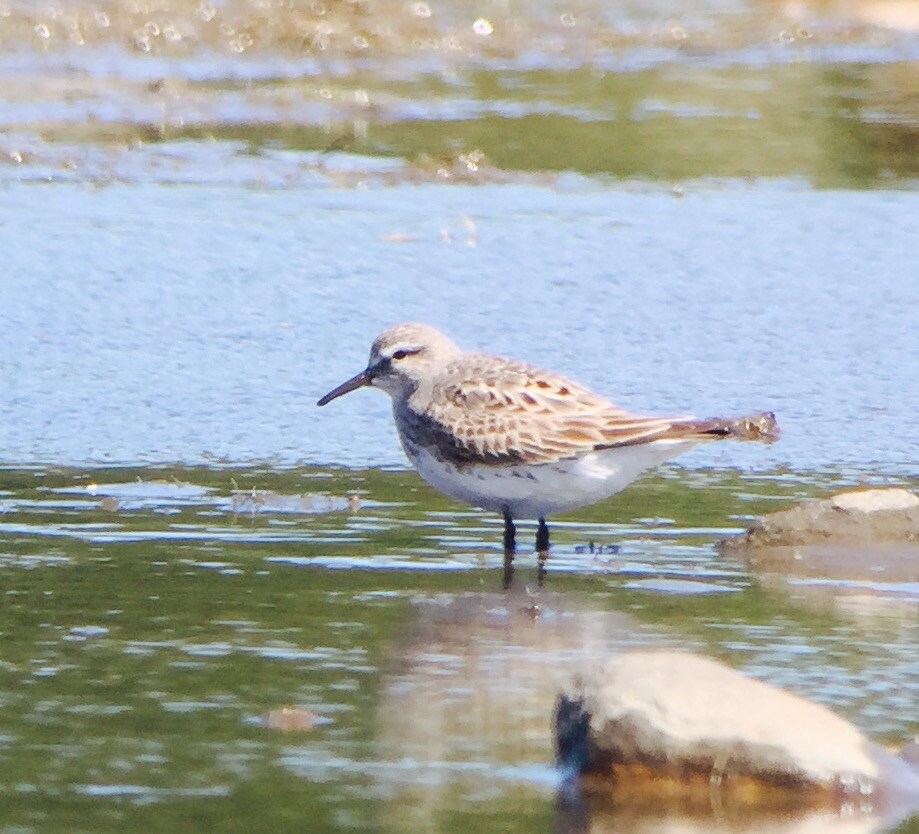 White-rumped Sandpiper - ML33128101