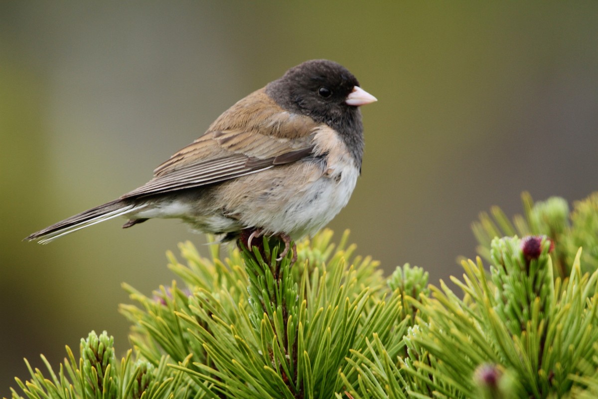 Dark-eyed Junco (Oregon) - ML331281081