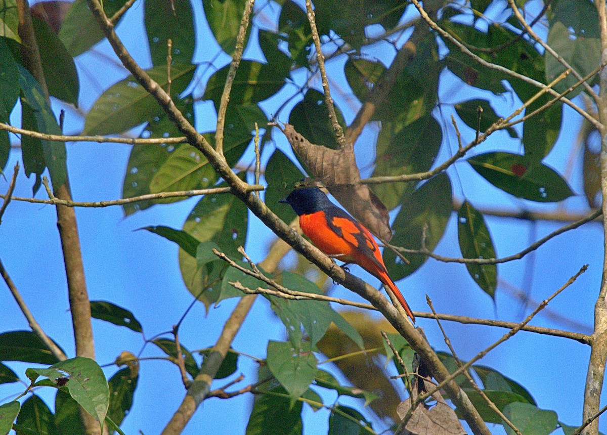 Scarlet Minivet - ML331284071