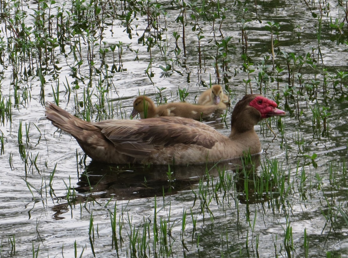 Muscovy Duck (Domestic type) - ML331284271