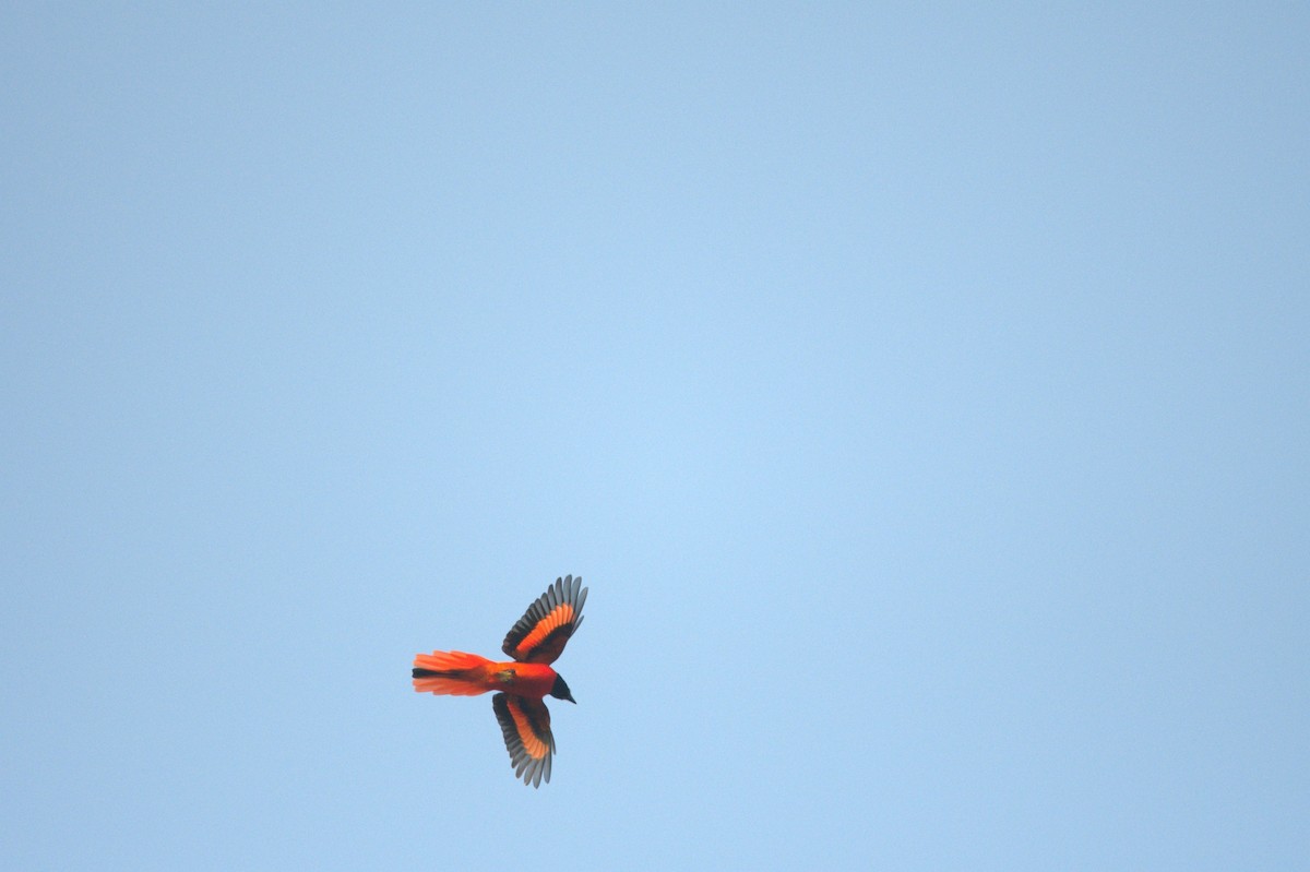 Scarlet Minivet - ML331284311