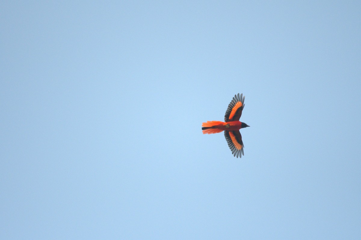 Scarlet Minivet - ML331284491