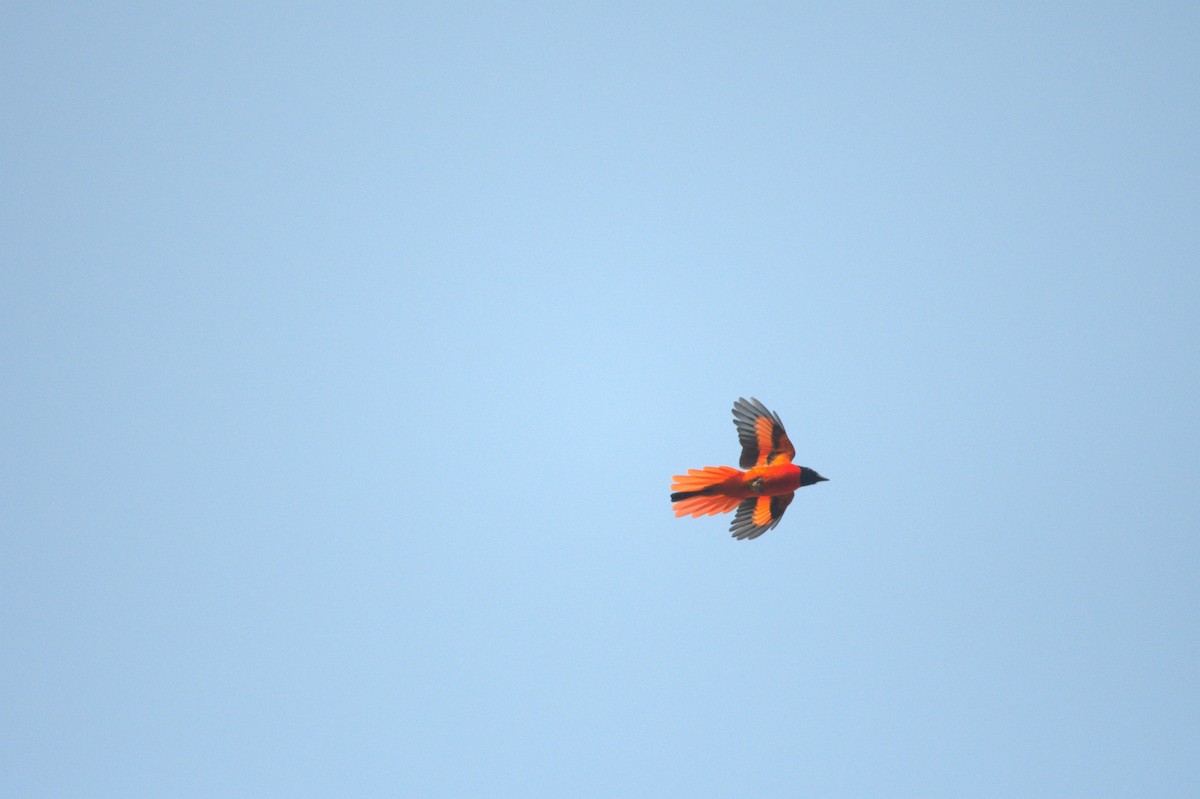 Scarlet Minivet - ML331284661