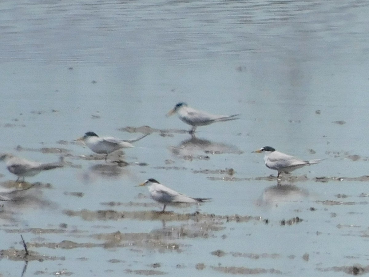 Least Tern - ML331285141