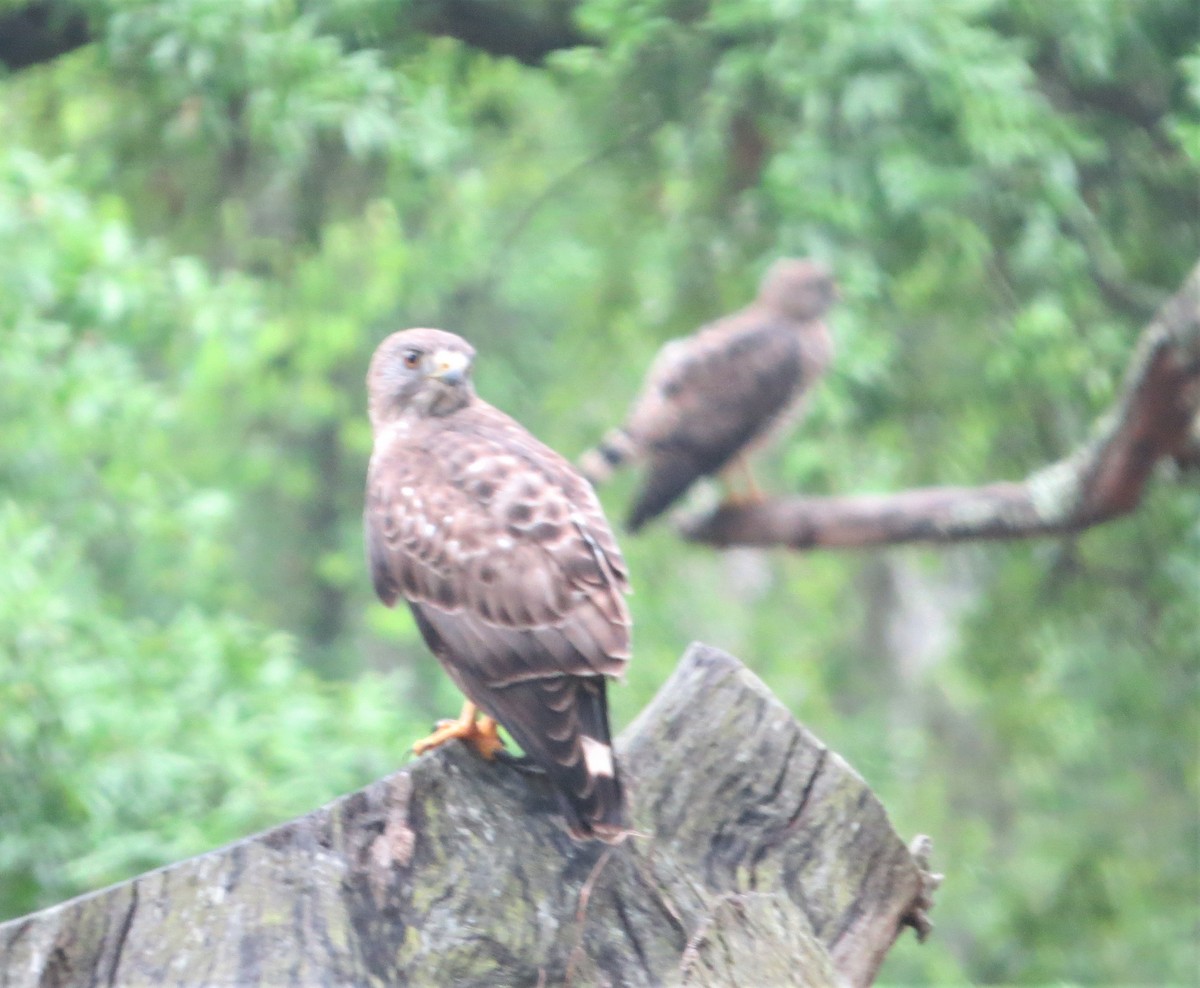 Broad-winged Hawk - ML331286261