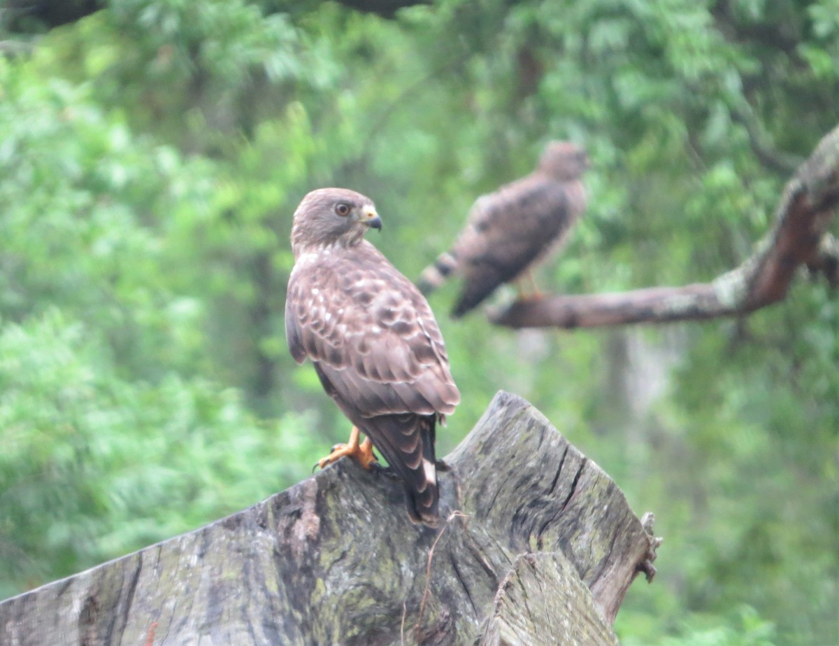 Broad-winged Hawk - ML331286271