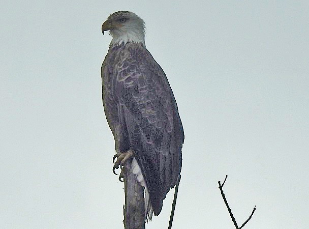 Bald Eagle - ML331288101