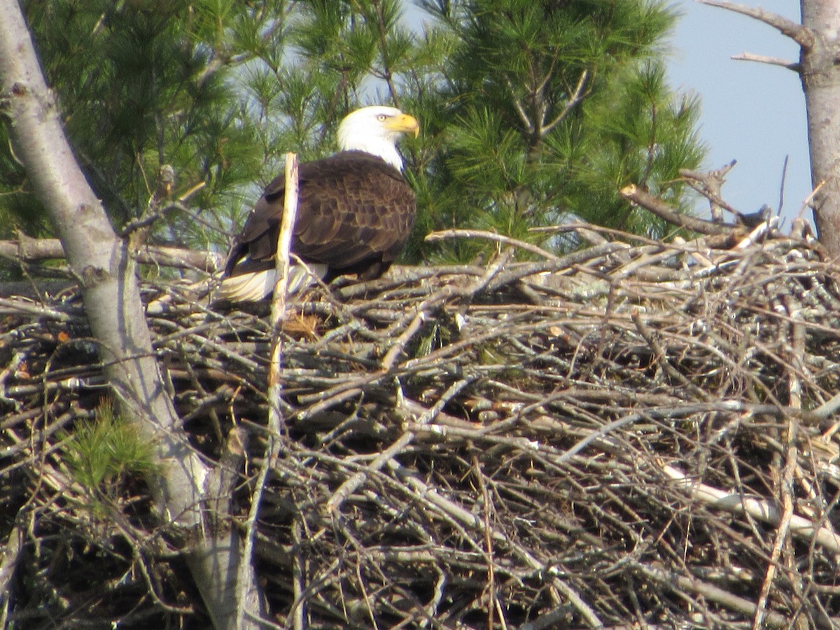 Bald Eagle - ML331288721