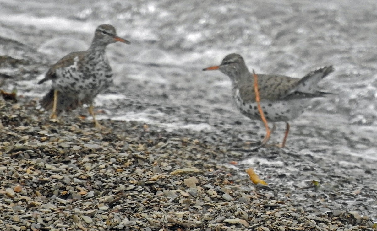 Spotted Sandpiper - ML331288891