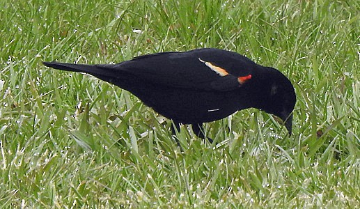 Red-winged Blackbird - ML331289091