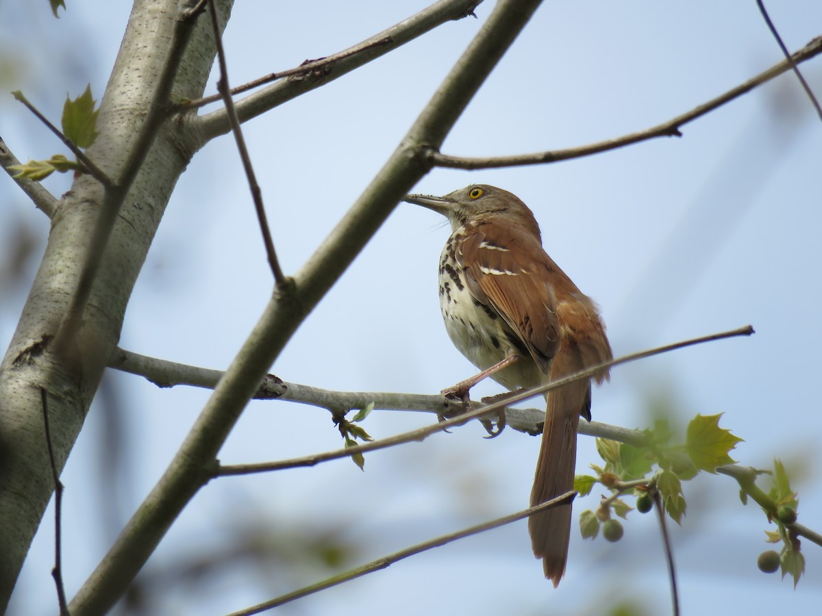 Brown Thrasher - ML331290481