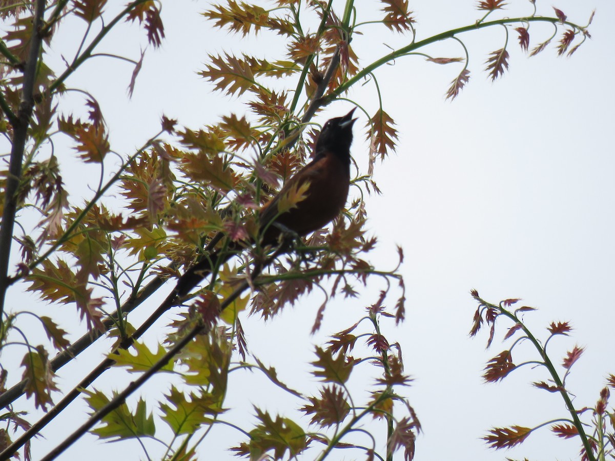 Oriole des vergers - ML331290841