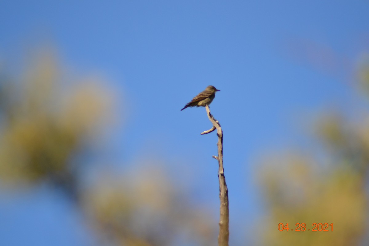 Western Wood-Pewee - ML331291581