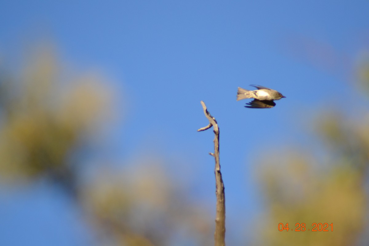 Western Wood-Pewee - ML331291591