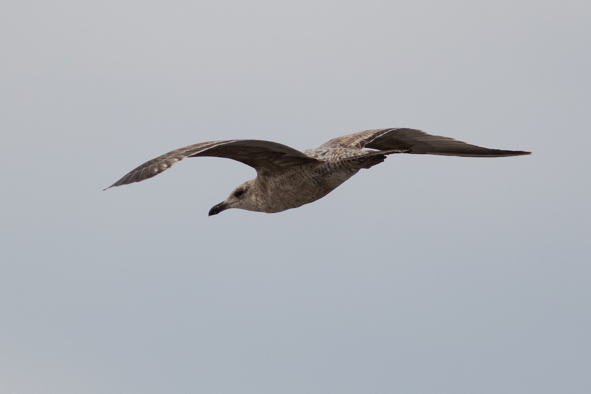 Herring Gull (American) - ML331291901