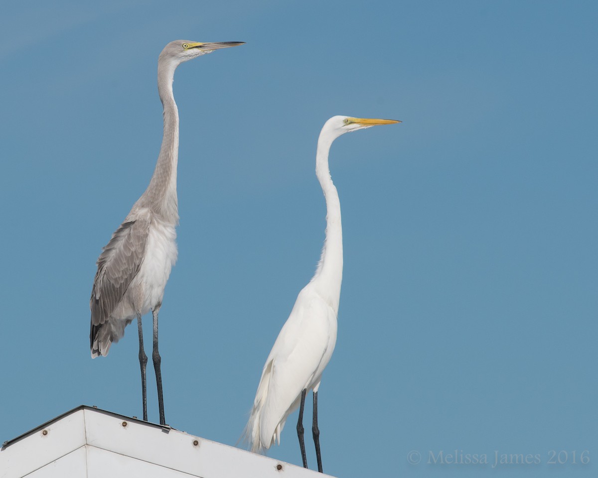 Great Egret x Great Blue Heron (hybrid) - Melissa James