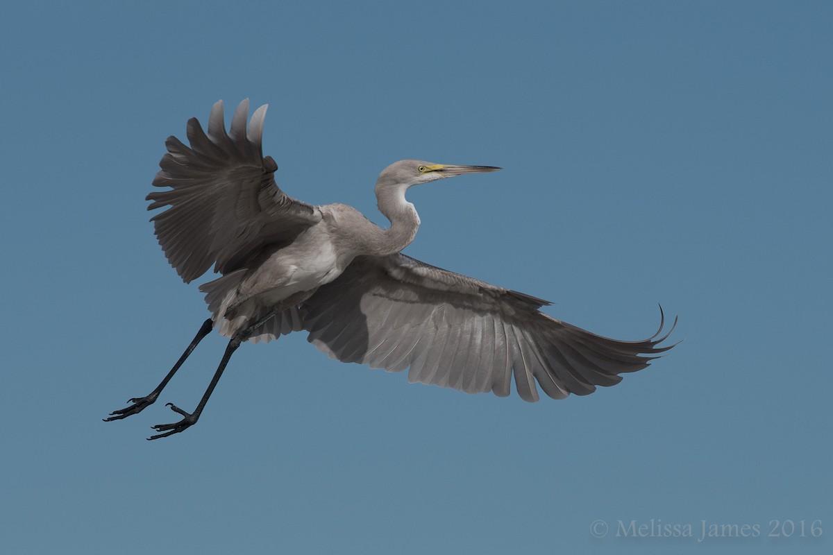 Great Egret x Great Blue Heron (hybrid) - Melissa James