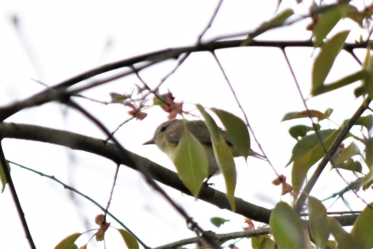 Warbling Vireo - Richard Chirichiello