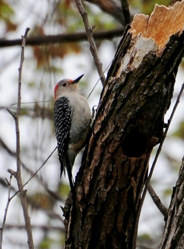 Red-bellied Woodpecker - ML331293171