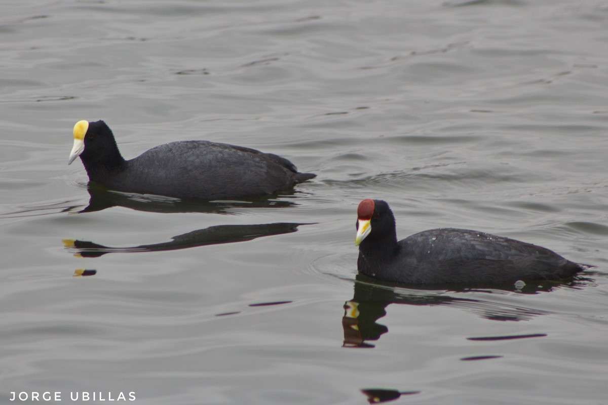 Slate-colored Coot - Jorge Luis Ubillas Herrera