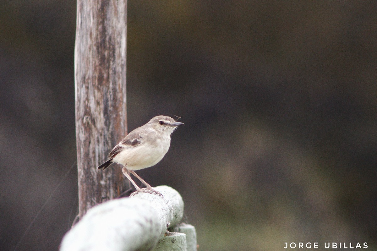 Short-tailed Field Tyrant - ML331294771