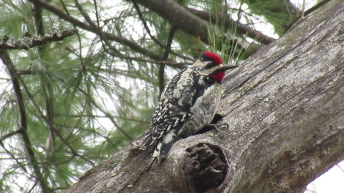 Yellow-bellied Sapsucker - ML331296691