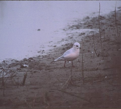 Ross's Gull - ML331296931