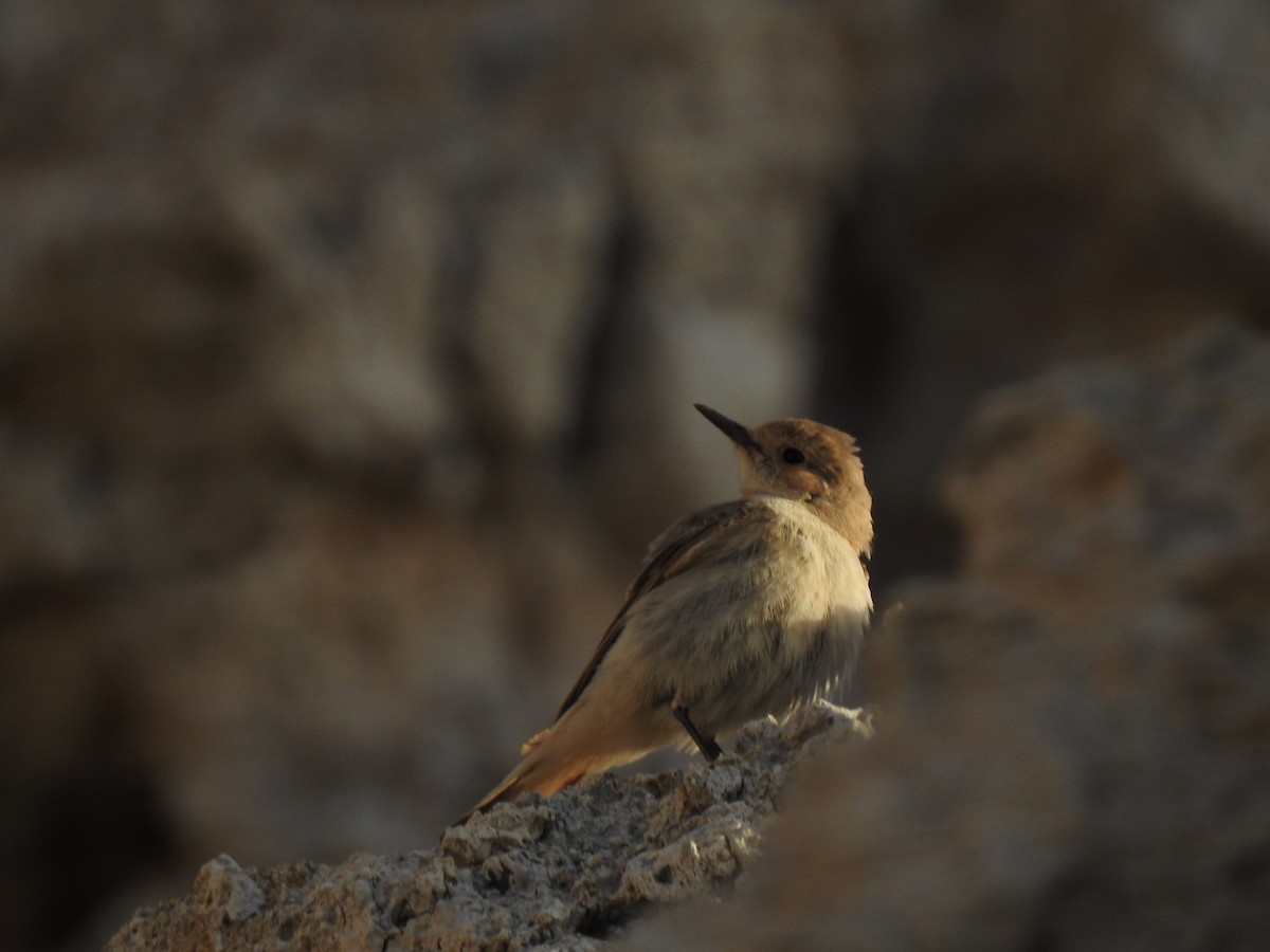 Hooded Wheatear - ML331298381