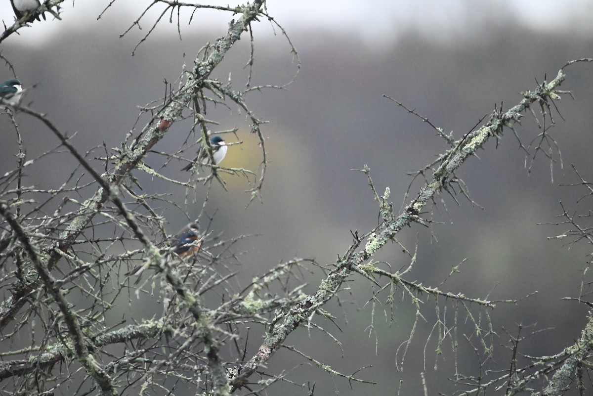 Golondrina Bicolor - ML331299291