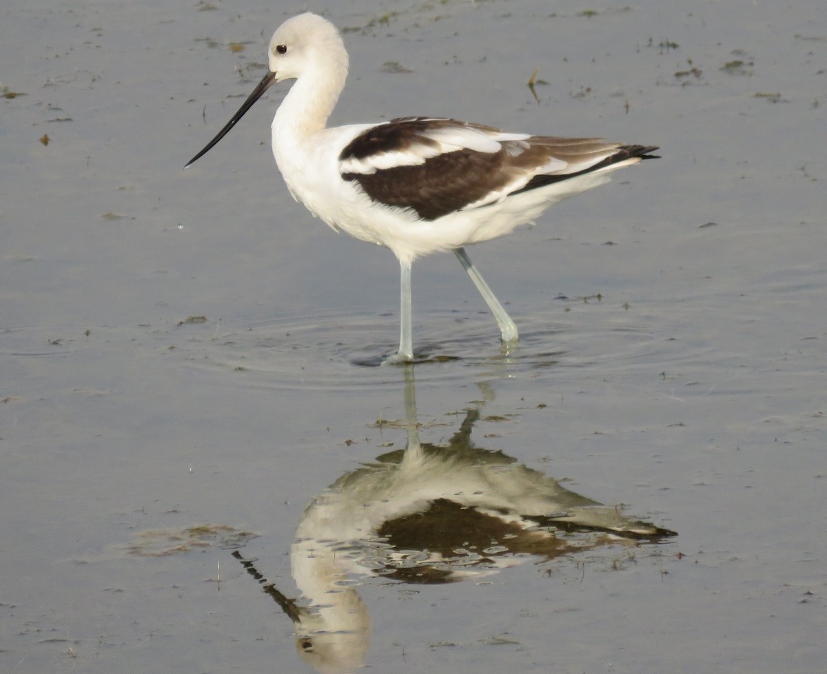 American Avocet - Jan Thom