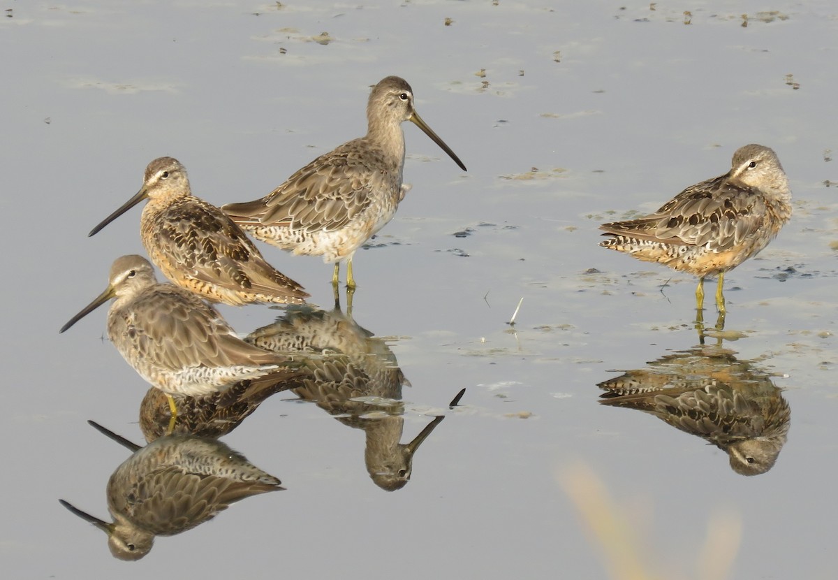 Long-billed Dowitcher - Jan Thom
