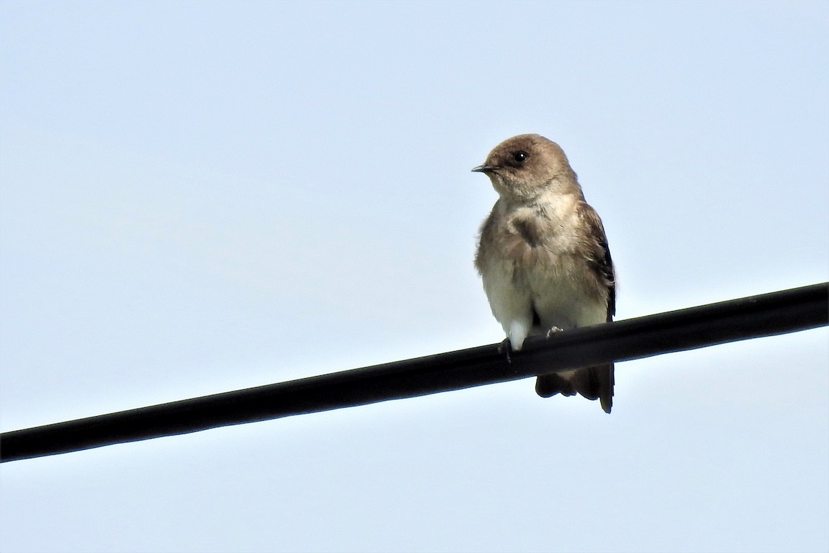 Northern Rough-winged Swallow - ML331302471