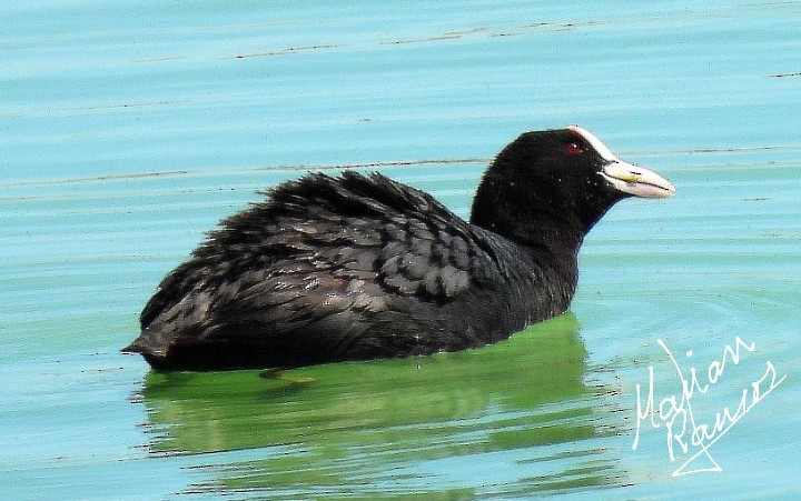 Eurasian Coot - ML331302981