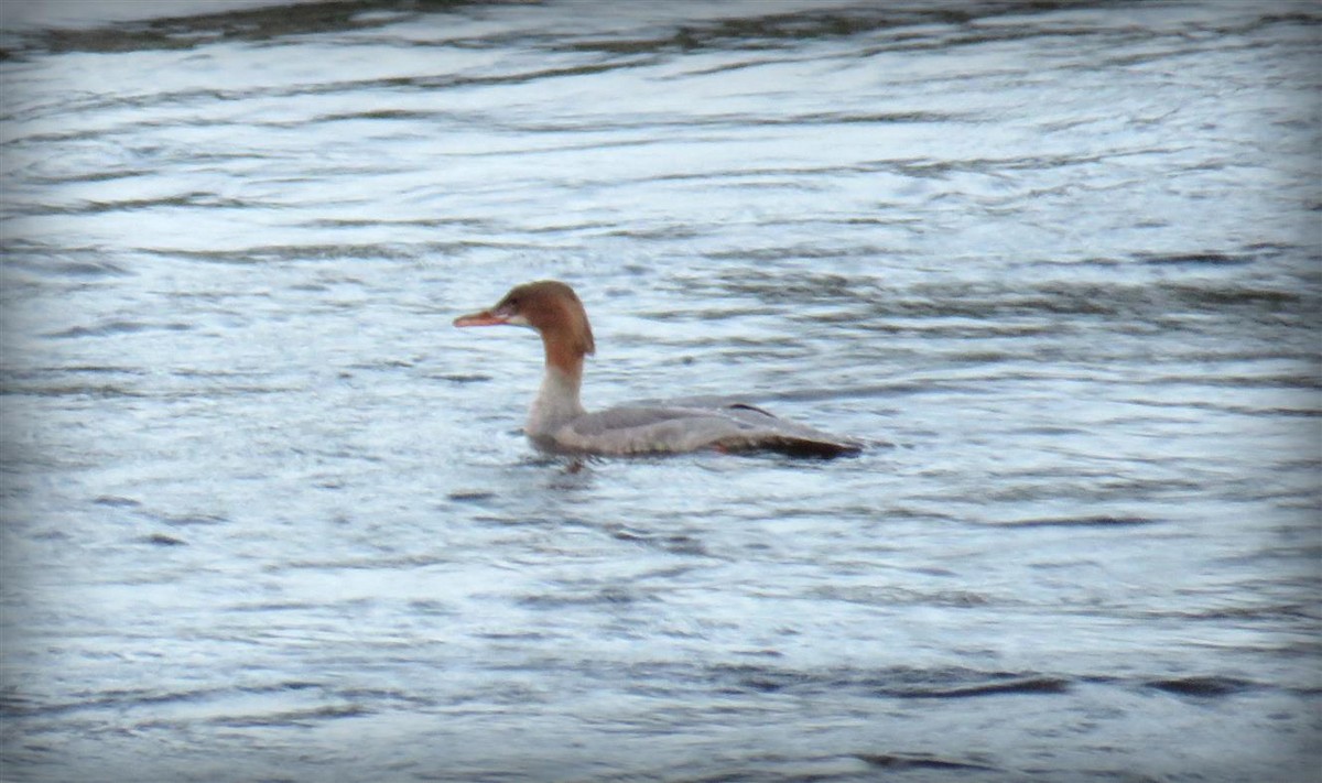 Common Merganser - ML33130541