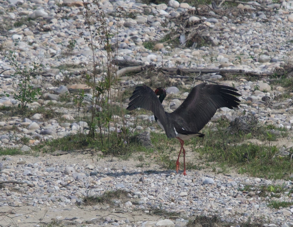 Black Stork - ML331306651