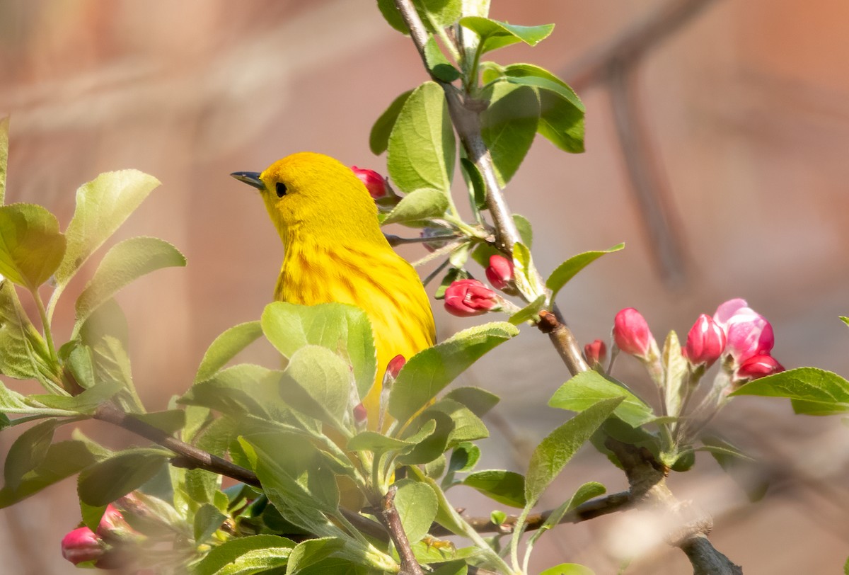 Northern Yellow Warbler - Kalpesh Krishna