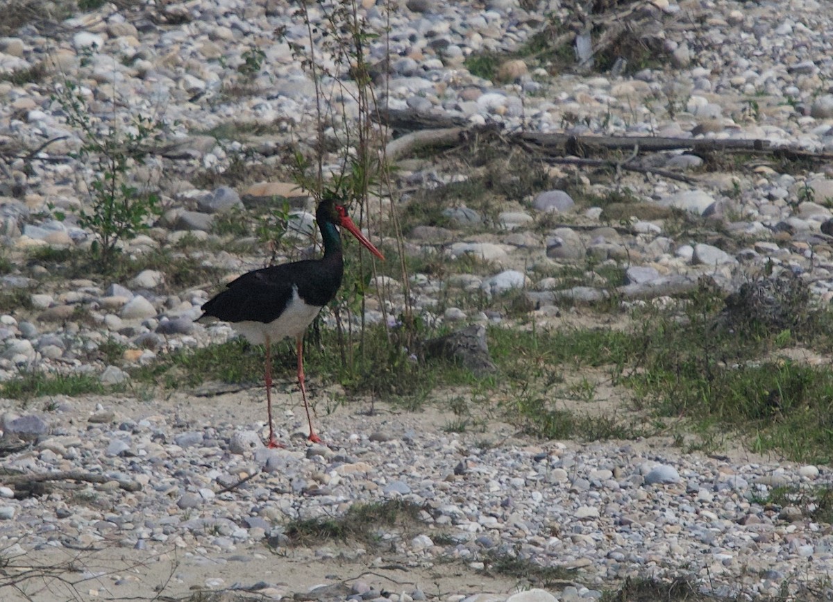 Black Stork - Pampa Mistri