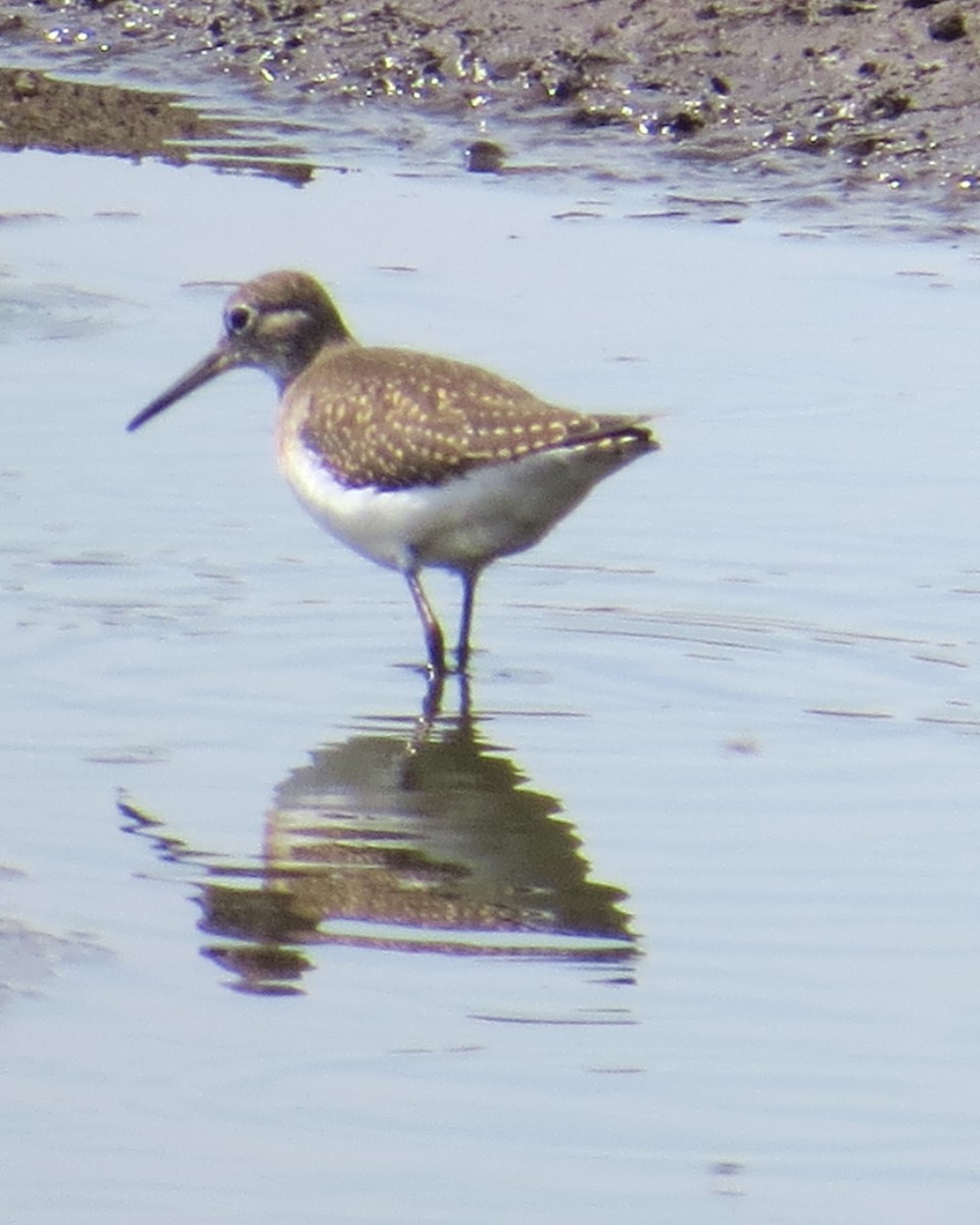 Solitary Sandpiper - ML33130691