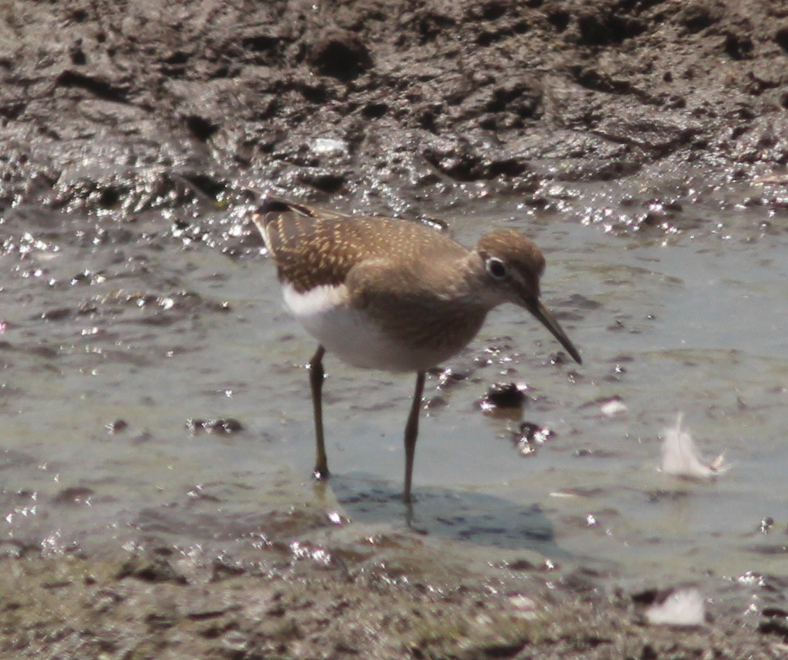 Solitary Sandpiper - ML33130701