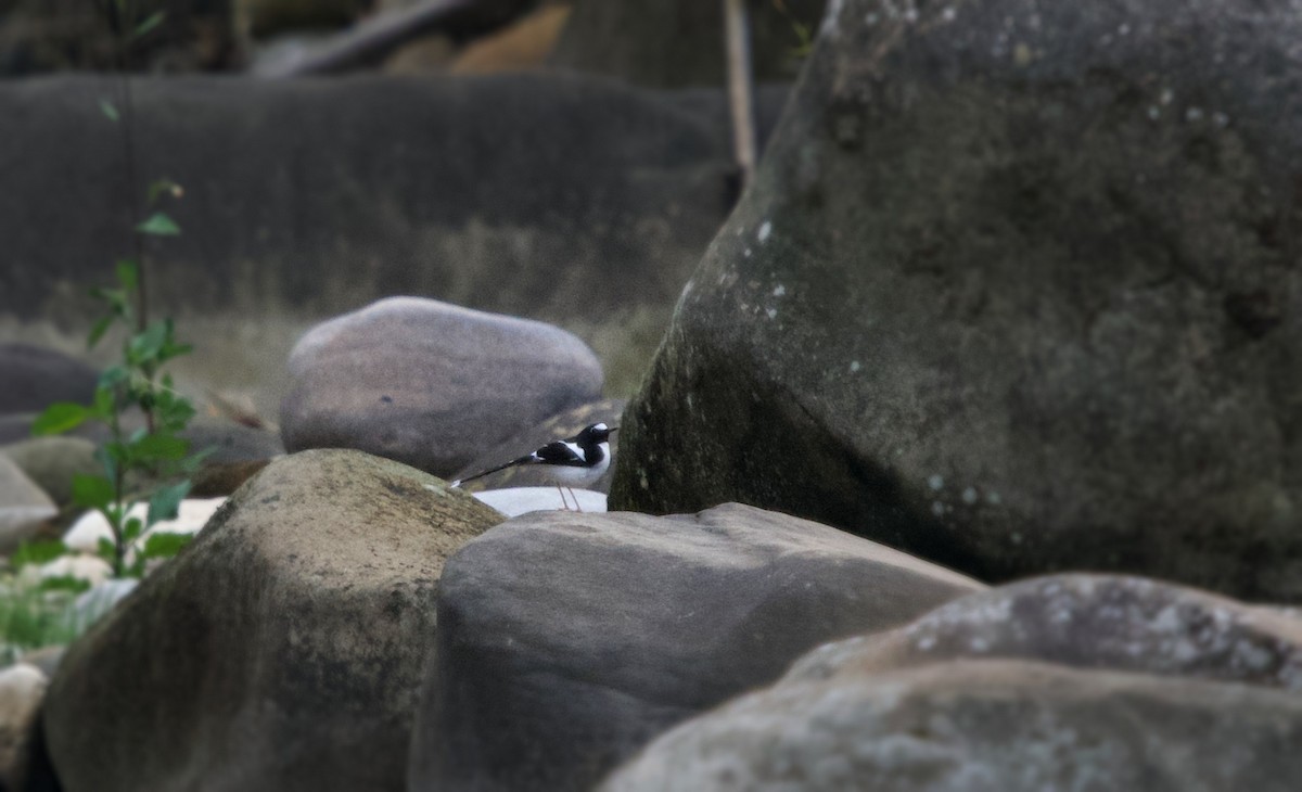 Black-backed Forktail - ML331307161